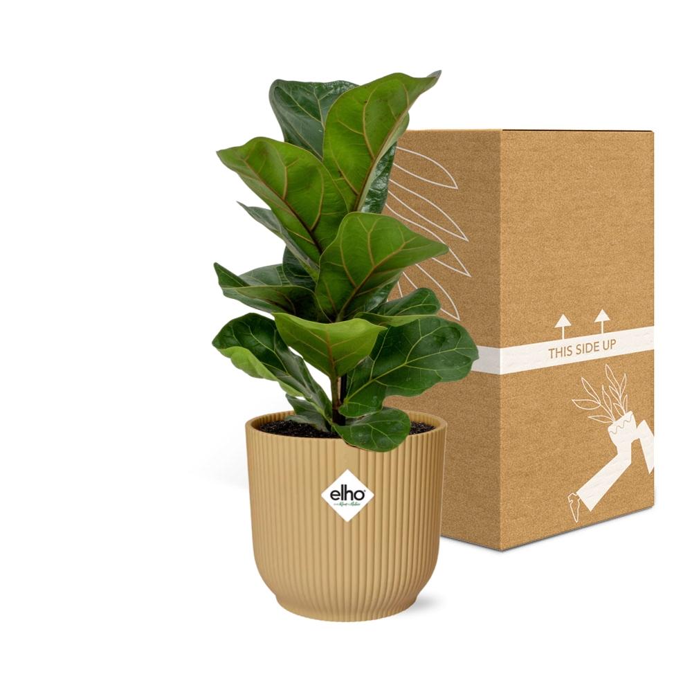Ficus lyrata 'Bambino' en ELHO Vibes Fold 14cm jaune