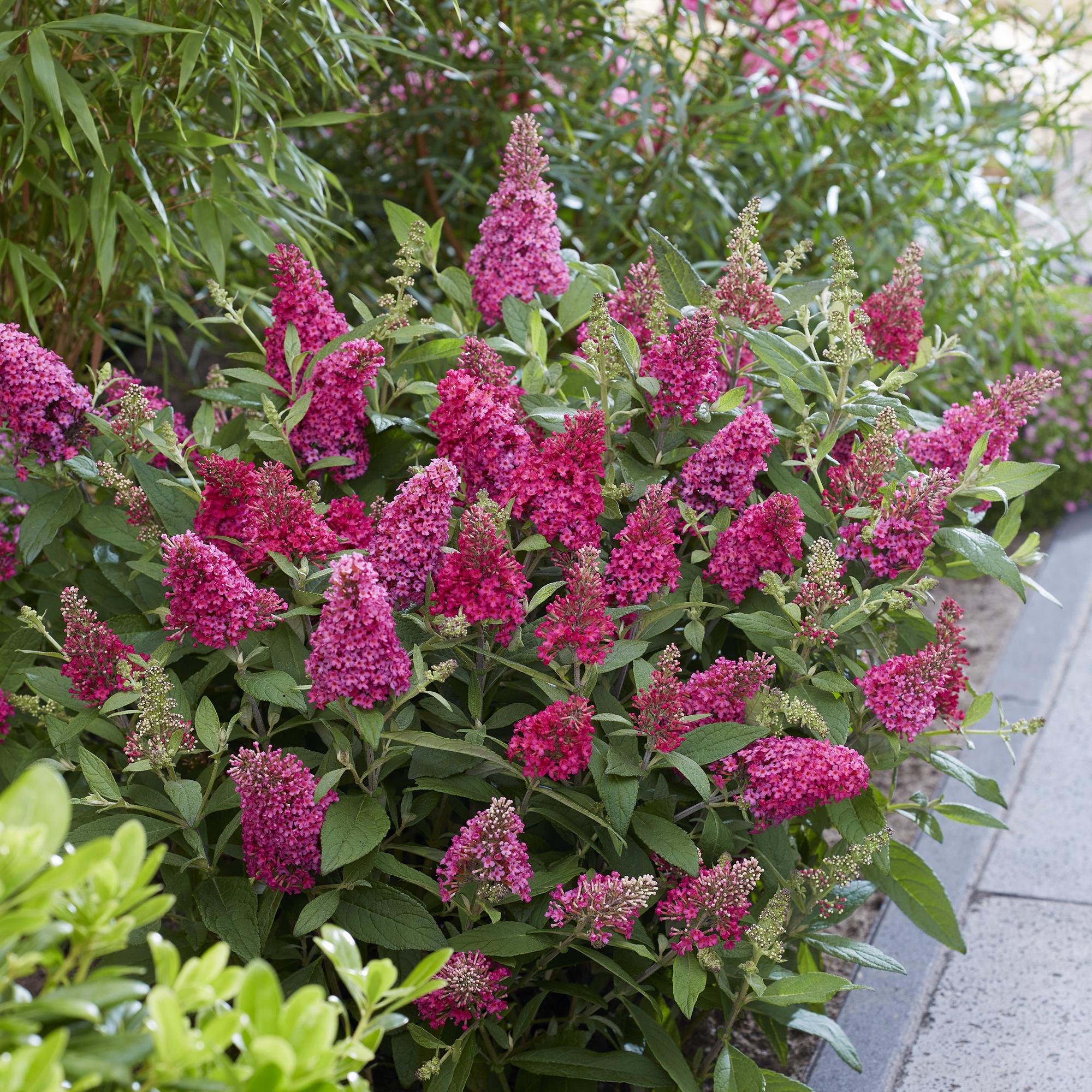 Buddleja davidii Butterfly Candy Little Ruby - Vlinderstruik - Compact - Rood - 3 Planten - Pot 12cm - Hoogte 20-25cm