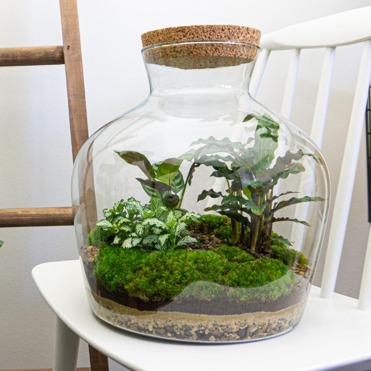 DIY terrarium -  Fat Joe - ↕ 30 cm - Rake + Shovel