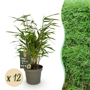 Bamboe - Fargesia Rufa - Bladhoudend - Niet Woekerend - Groen - 12 Planten - Pot 14cm - Hoogte 35cm