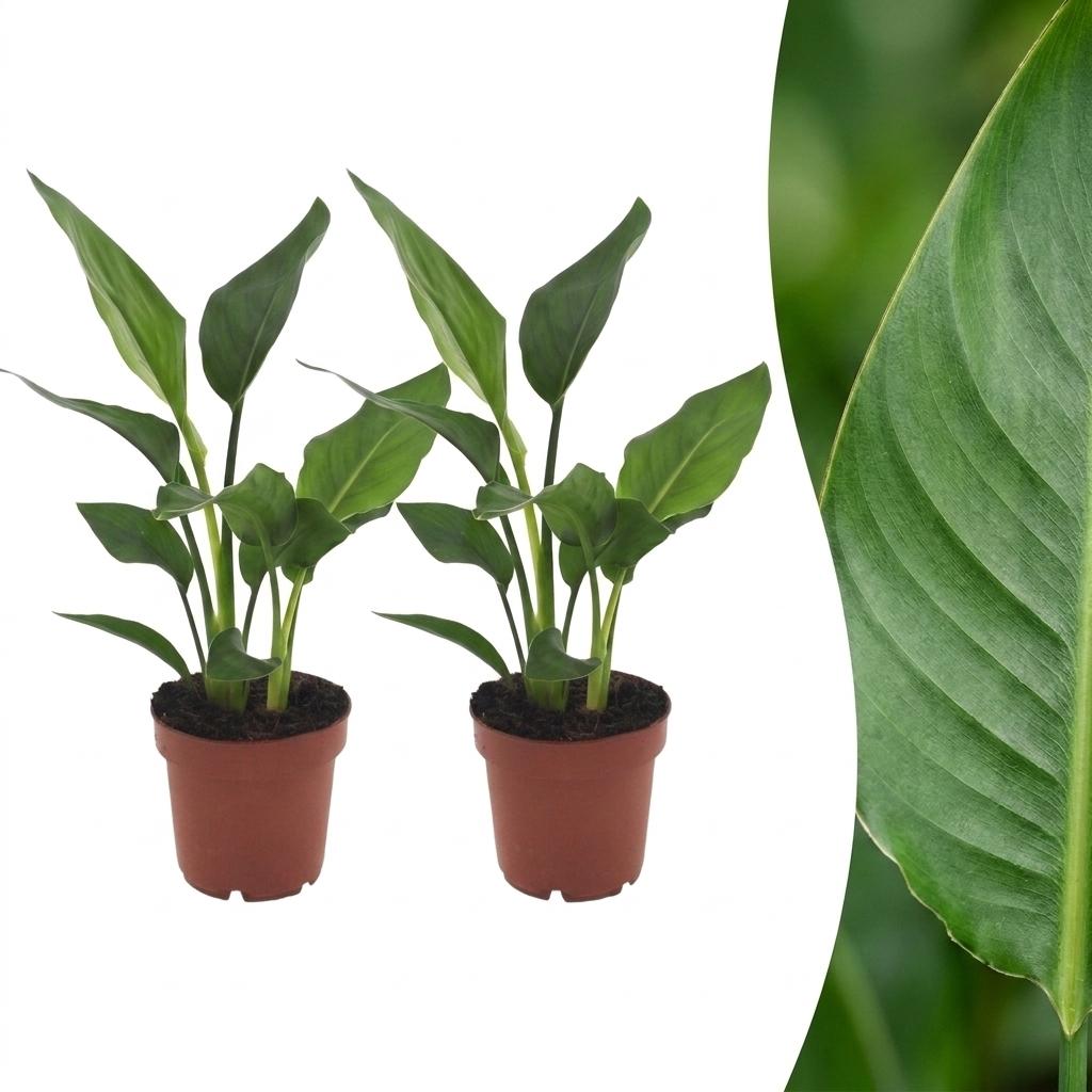 Strelitzia Reginea - Paradijsvogelbloem - 2x - Pot 12cm - Hoogte - 35cm