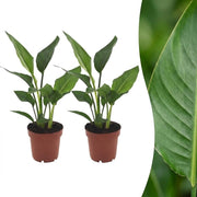 Strelitzia Reginea - Paradijsvogelbloem - 2x - Pot 12cm - Hoogte - 35cm