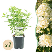 Green boutiQ – Federhortensie (Hydrangea panniculata Limelight) – Cremeweiße Blüten – 3 Pflanzen – 1 m² – Laubabwerfend – Große Blüten – Topf: 17 cm, Höhe: 50 cm