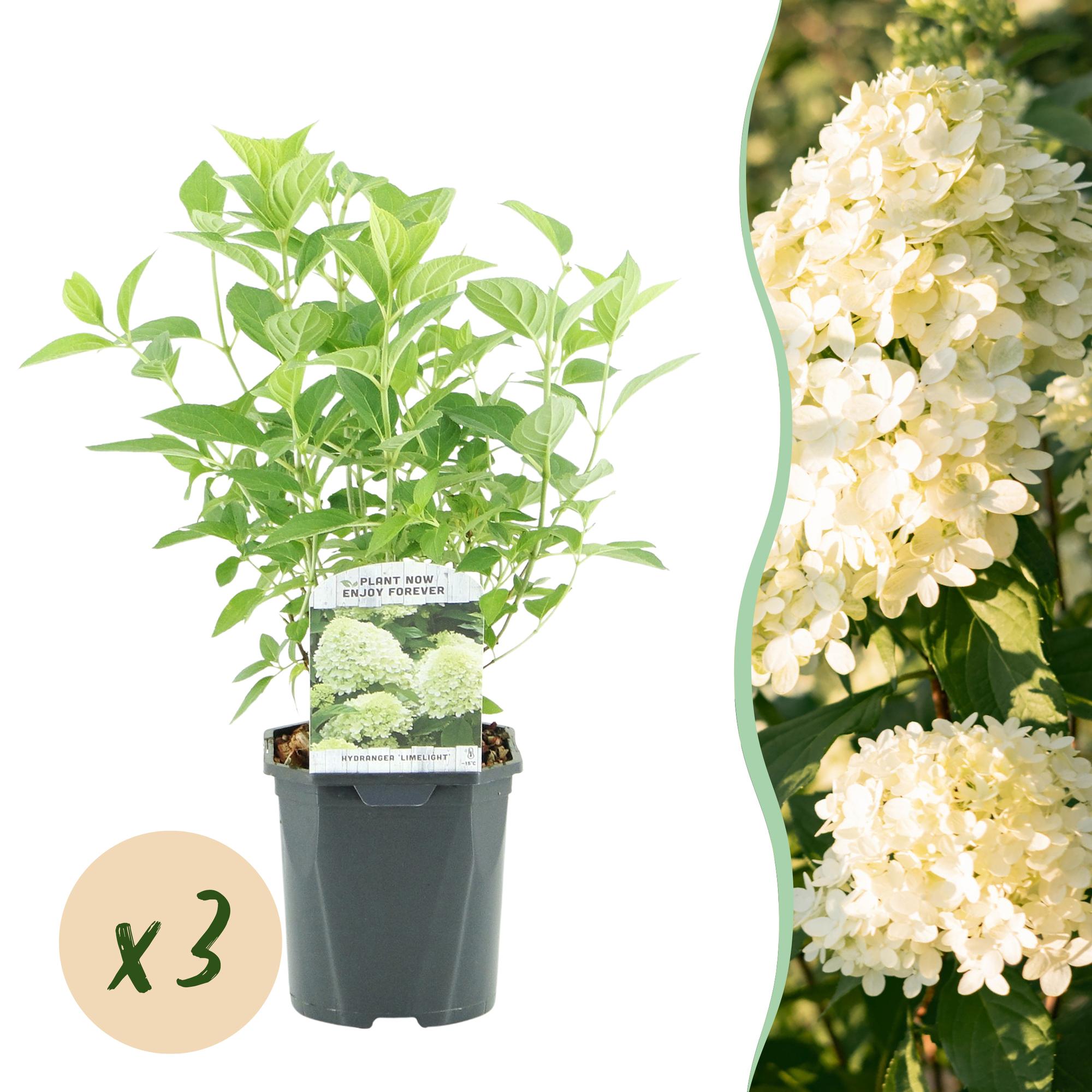 Green boutiQ – Federhortensie (Hydrangea panniculata Limelight) – Cremeweiße Blüten – 3 Pflanzen – 1 m² – Laubabwerfend – Große Blüten – Topf: 17 cm, Höhe: 50 cm