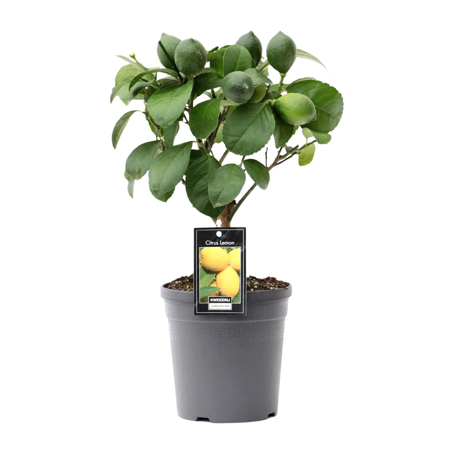 Citron sur tige - Ø15cm - ↕35cm