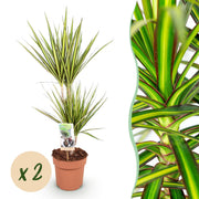 Dracaena Sunray - Drakenbloedboom - Weinig onderhoud - Groen - 2 Planten - Pot 17cm - Hoogte 70-75cm