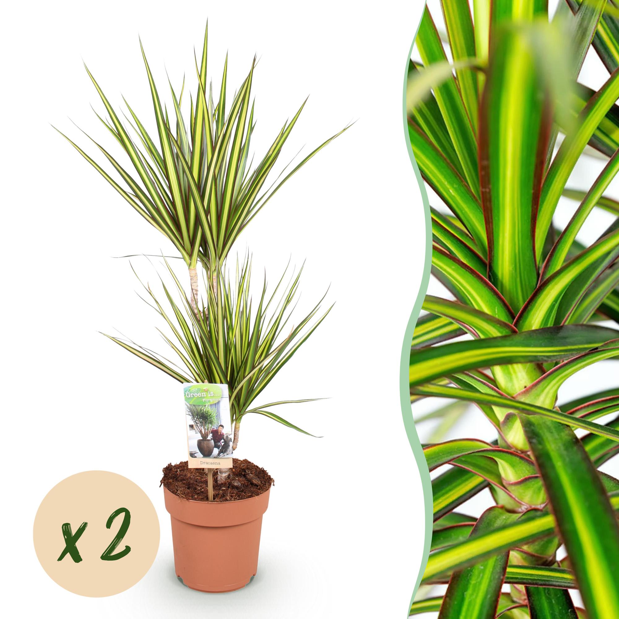 Dracaena Sunray - Drakenbloedboom - Weinig onderhoud - Groen - 2 Planten - Pot 17cm - Hoogte 70-75cm