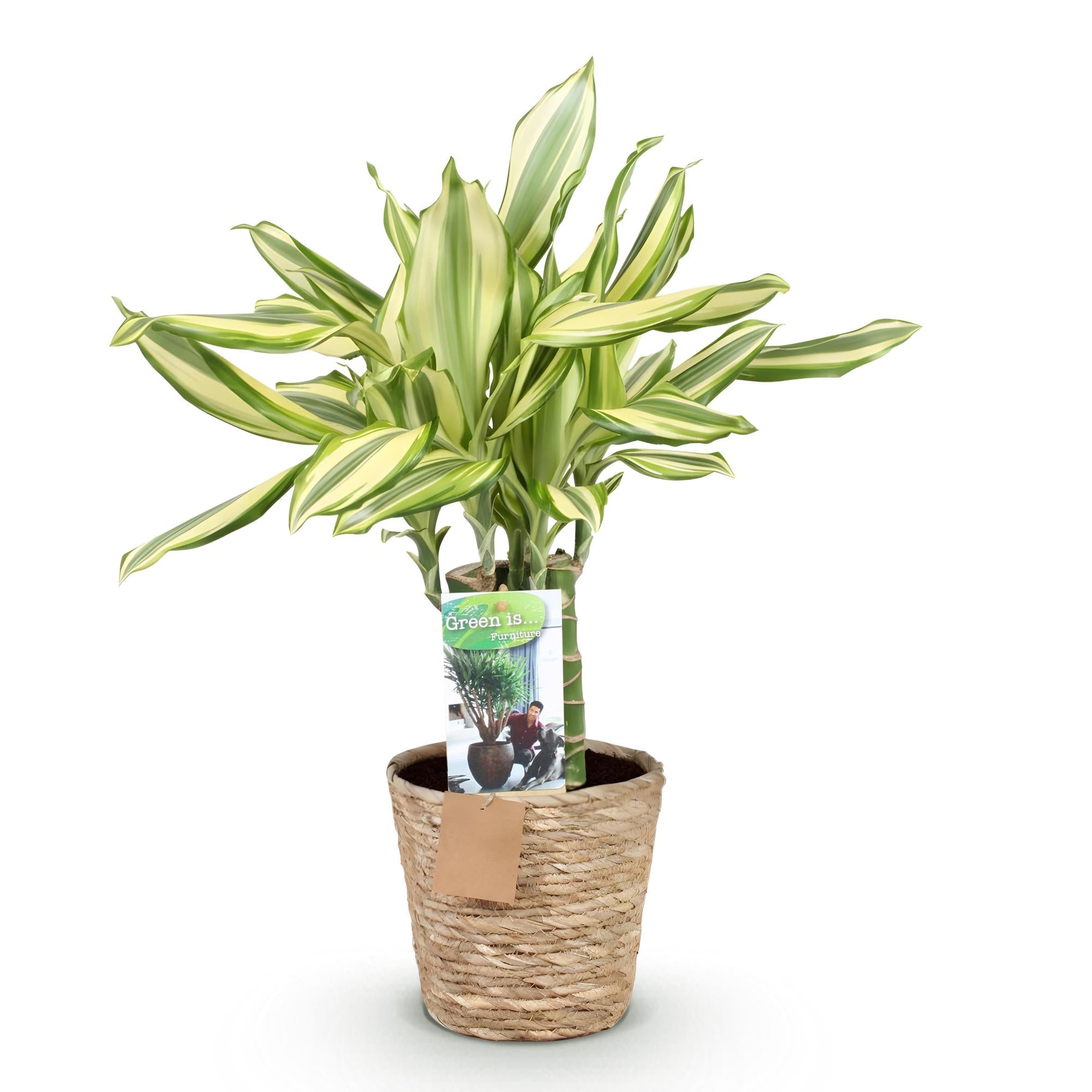 Dracaena fragrans Diamond Dream - Drakenbloedboom - Weinig onderhoud - met mand - Groen - 1 Plant - Pot 17cm - Hoogte 50-55cm