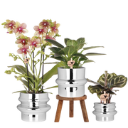 Kolibri Orchids | Plantenset Chrome - Oranje-Gele Phalaenopsis Orchidee Mineral Grosseto & Philodendron White Measure & Calathea Makoyana