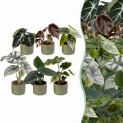 Baby Alocasia Familie 6x- Rood - Groen - Zwart - Zilver - Grijs - Tropisch - incl. Linnea Olive - Ø6cm - ↕12cm