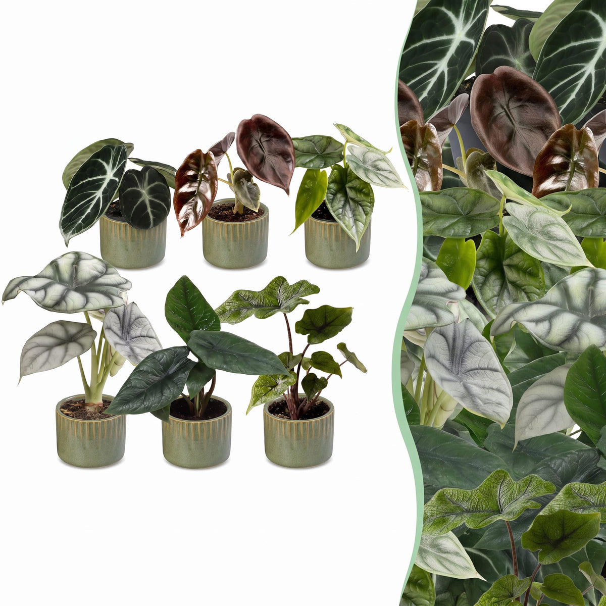 Baby Alocasia Familie 6x- Rood - Groen - Zwart - Zilver - Grijs - Tropisch - incl. Linnea Olive - Ø6cm - ↕12cm