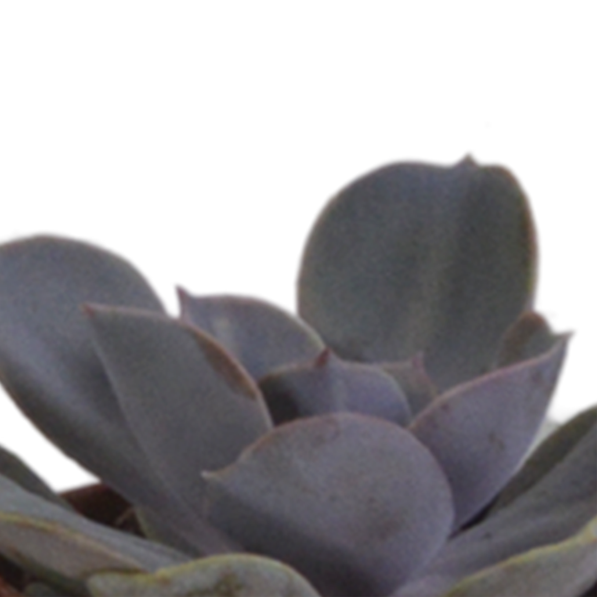 Succulent mix 5.5 cm - 5x - in terracotta pot