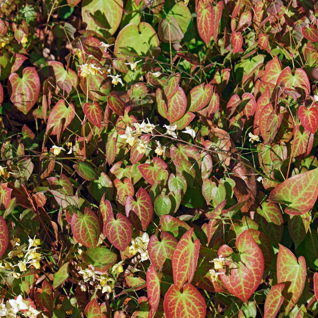 12x Epimedium y. 'Niveum' - ↕10-25cm - Ø9cm