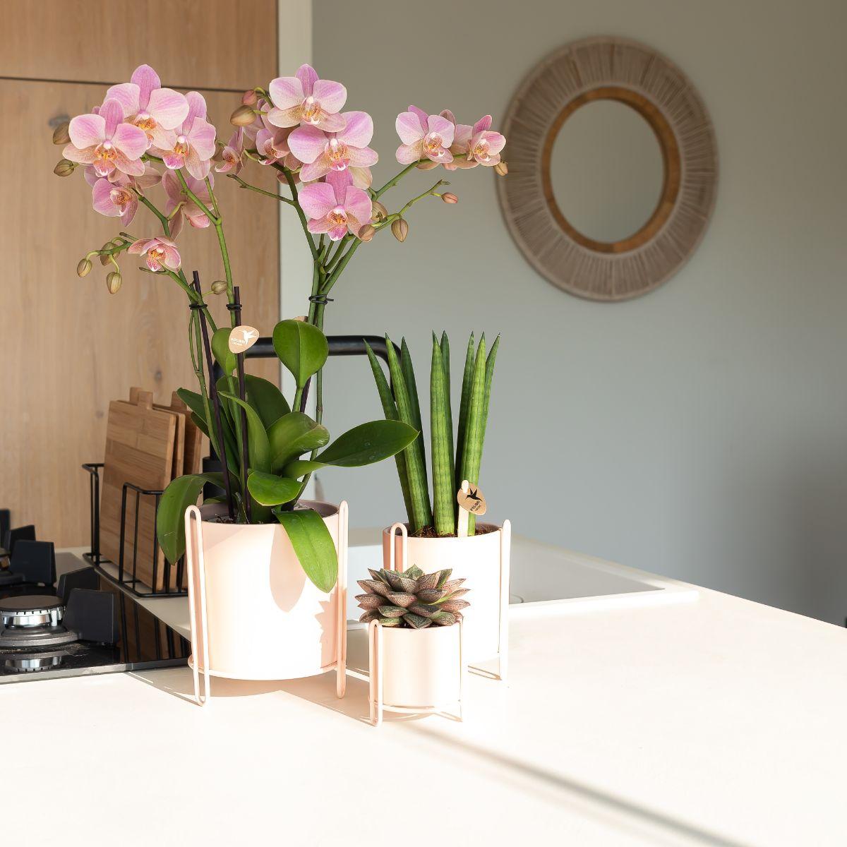 Kolibri Orchids | Orchidea Phalaenopsis rosa antico - Jewel Treviso - Dimensioni vaso Ø12cm | Pianta da appartamento fiorita - Fresca dal coltivatore