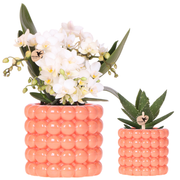 Kolibri Orchids | Plantenset Poppy Oranje Nazare | Witte Nazare orchidee Ø9 cm + groene plant Ø6 cm incl. sierpotten – vers van de kweker