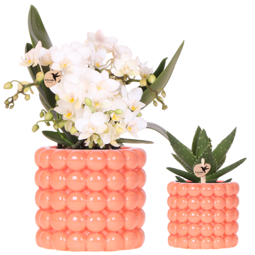 Kolibri Orchids | Plantenset Poppy Oranje Nazare | Witte Nazare orchidee Ø9 cm + groene plant Ø6 cm incl. sierpotten – vers van de kweker