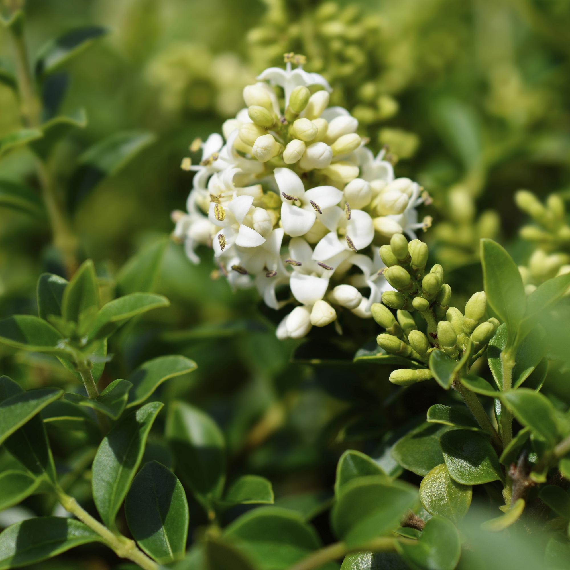 Ligustrum delavayanum - Terras Plant - Bladhoudend - Winterhard - Groen Blad - Pot 19cm Hoogte 90cm