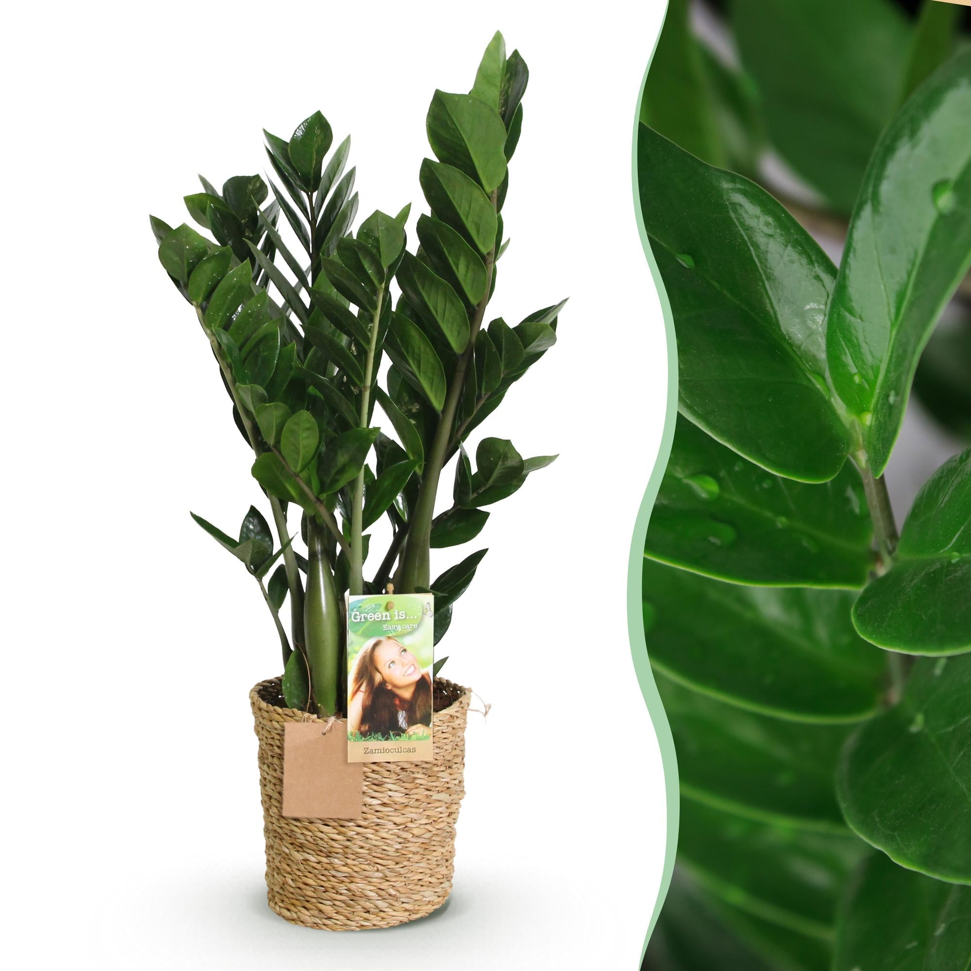 Zamioculcas - ZZ-plant - met mand - Pot 17cm - Hoogte 65-75cm