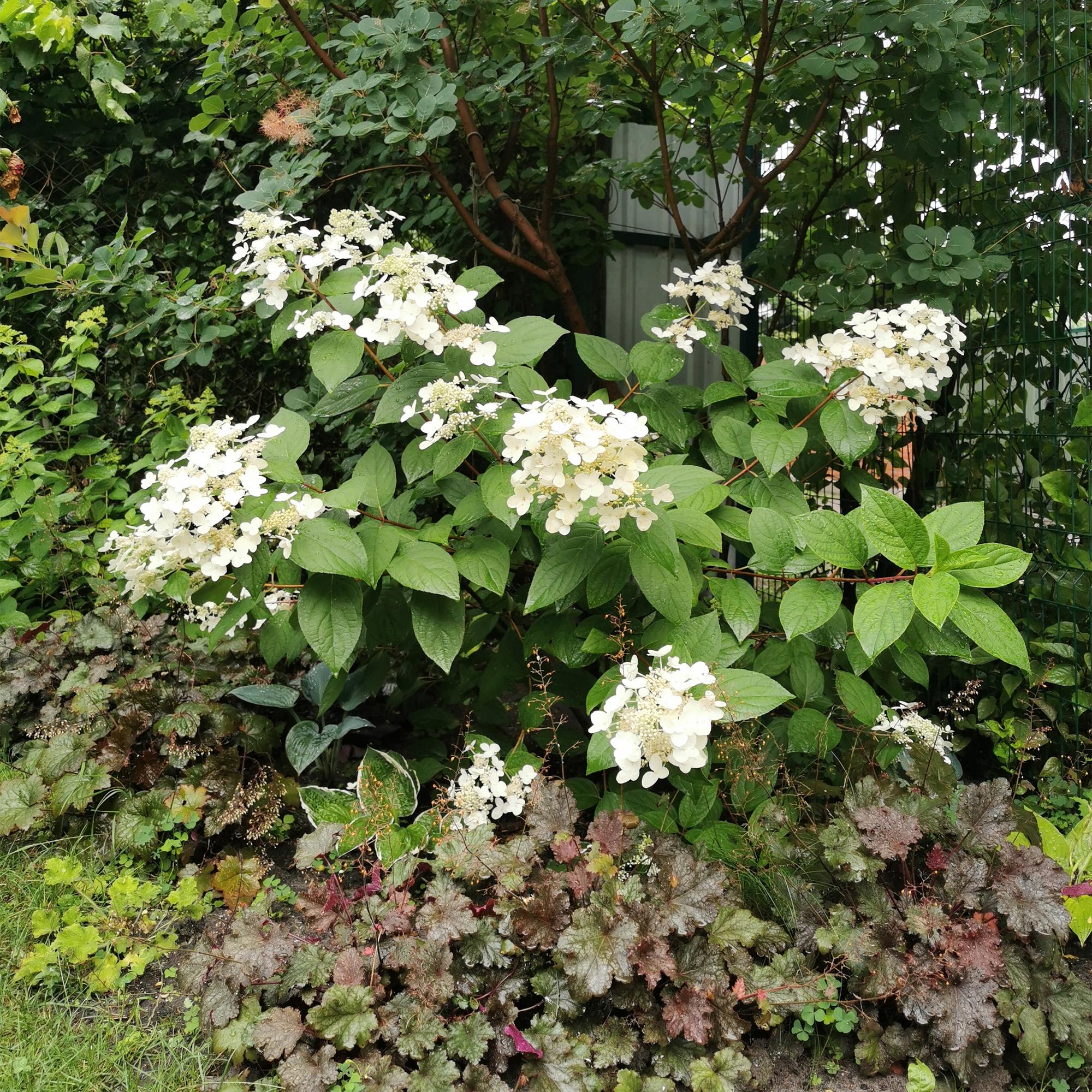 Green boutiQ – Federhortensie (Hydrangea panniculata 'Wims Red') – Blüten: Weiß-Rot – 1 Pflanze – Laubabwerfend – Große Blüten – Topf: 17 cm, Höhe: 50 cm