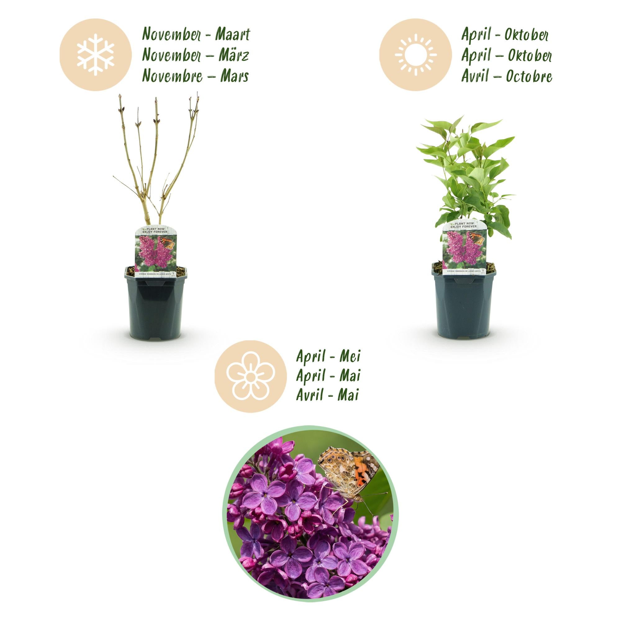 Syringa vulgaris Ludwig Spath - Gewone Sering - Winterhard - Paars - 1 Plant - Pot 17cm - Hoogte 45cm