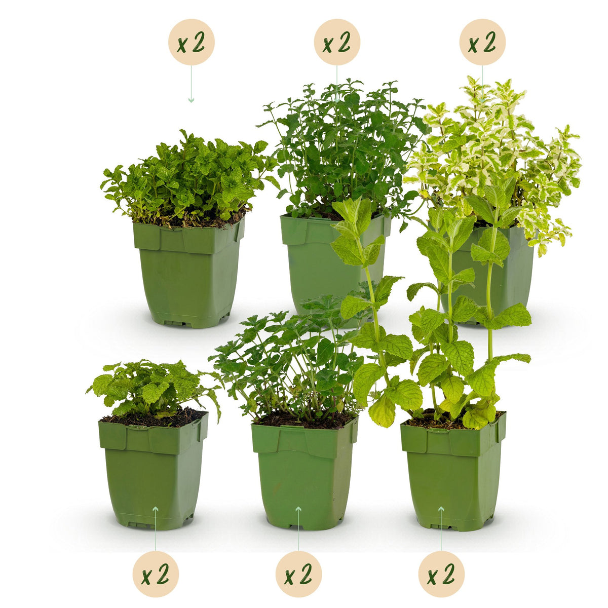 Borderpakket - Theekruiden - Diversen - Soorten en kleuren - 12 Planten - Pot 11cm - Hoogte 15-25cm