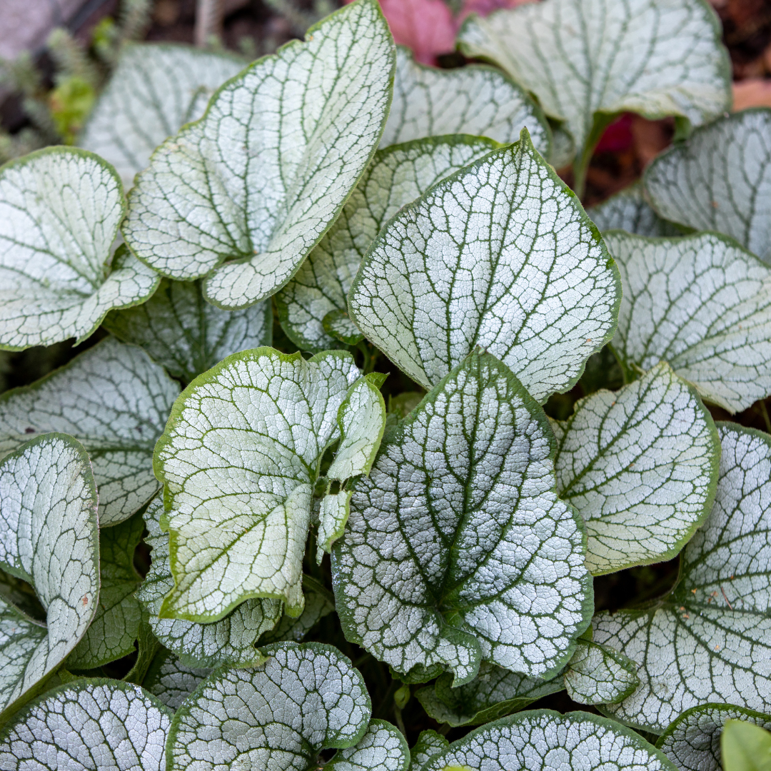 6x Brunnera macr. 'Jack Frost' - ↕10-25cm - Ø9cm