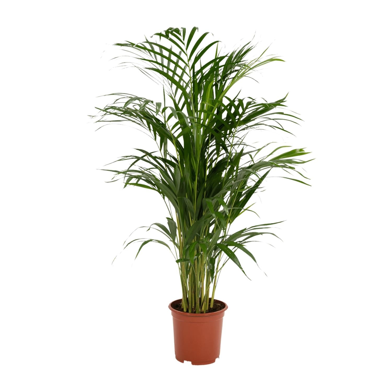 Areca-Palme – Ø 19 cm – ↕ 85 cm