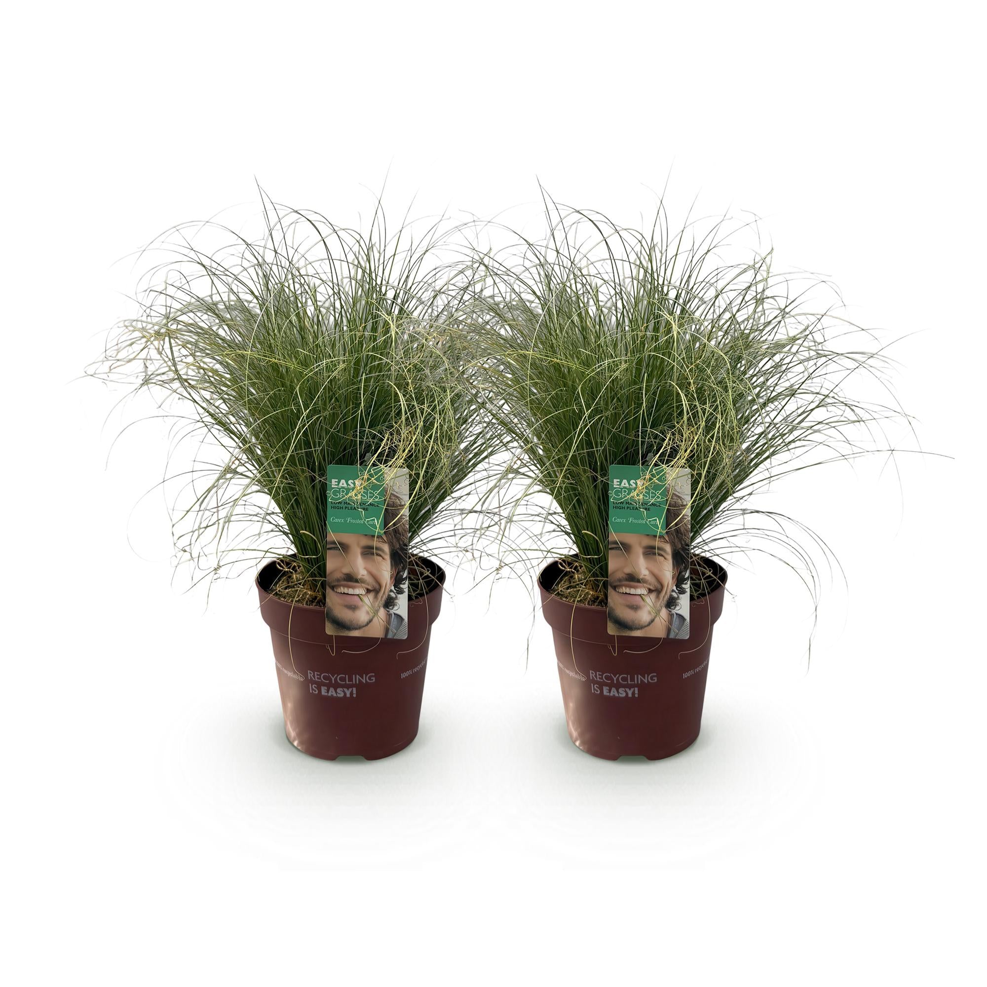 Green boutiQ – Ziergräser – Carex comans Frosted Curls – Grün – 2 Pflanzen – Immergrün – Pflegeleicht – Topf: 17 cm, Höhe: 50 cm