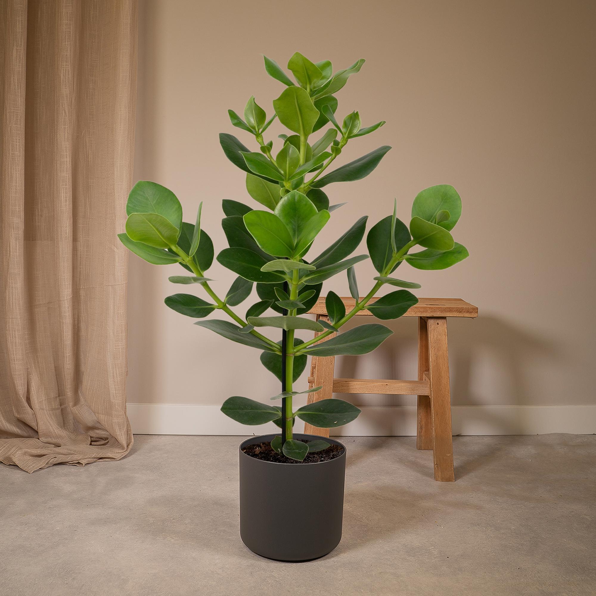 Clusia Rosea Princesa - Ø17cm - ↕60cm