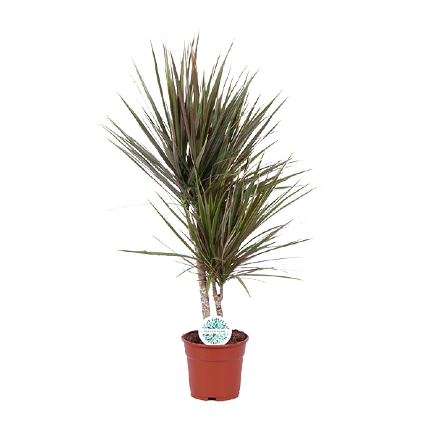 Zweifarbige Dracaena - Ø 17 cm - ↕ 75 cm