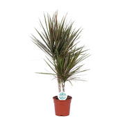 Zweifarbige Dracaena - Ø 17 cm - ↕ 75 cm