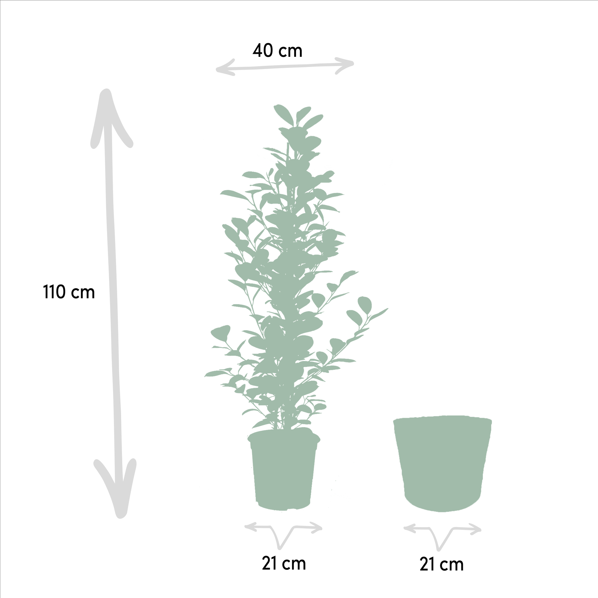 Ficus Benjamina Danielle - Ø21cm - ↕95cm + Ficus Benjamina Twilight - Ø21cm - ↕95cm + Ficus Microcarpa Moclame - Ø21cm - ↕95cm + Basket Igmar