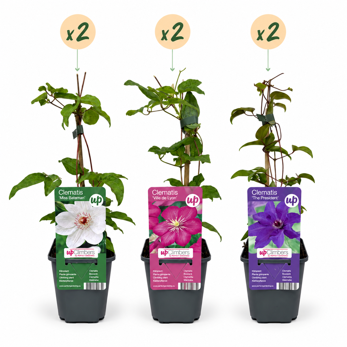 Clematis Tricolour - Driekleurige bosrank 6x - Paars - Roze - Wit - Klimplant - Ø9cm - ↕35cm