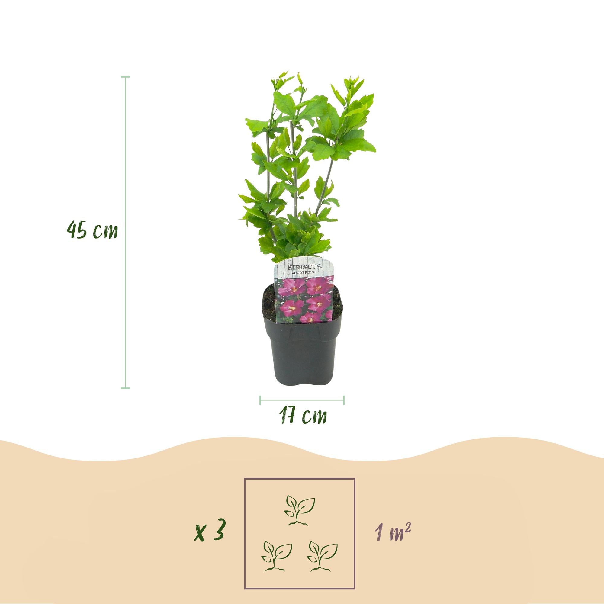 Green boutiQ – Sträucher – Hibiscus syriacus Tricolour – Blüten: Rosa, Weiß und Blau – 3 Pflanzen – Laubabwerfend – Pflegeleicht – Topf: 17 cm, Höhe: 45 cm