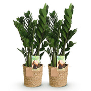 Zamioculcas - ZZ-plant - met mand - Pot 17cm - Hoogte 65-75cm - 2x