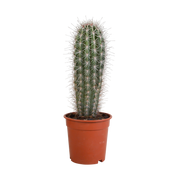 Pachycereus pringlei - 17cm - without pot