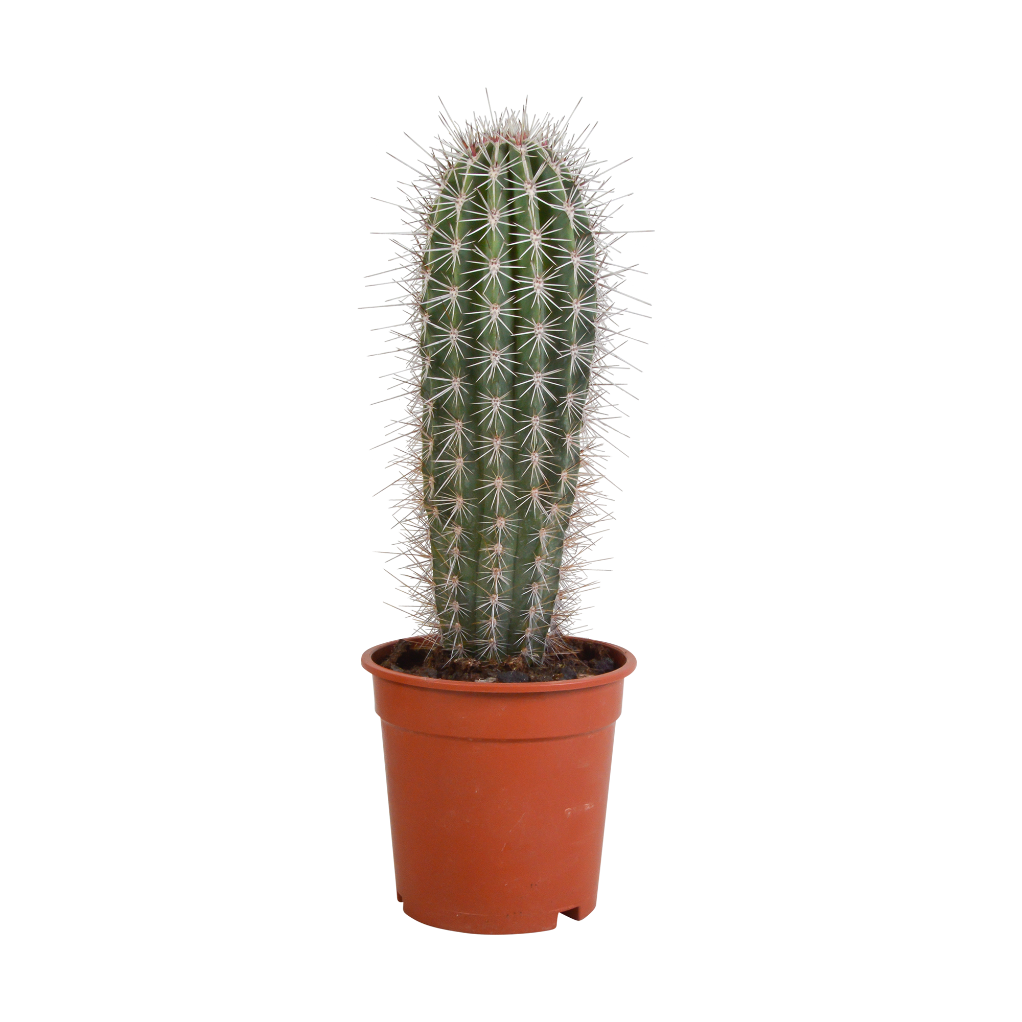 Pachycereus pringlei - 17cm - without pot
