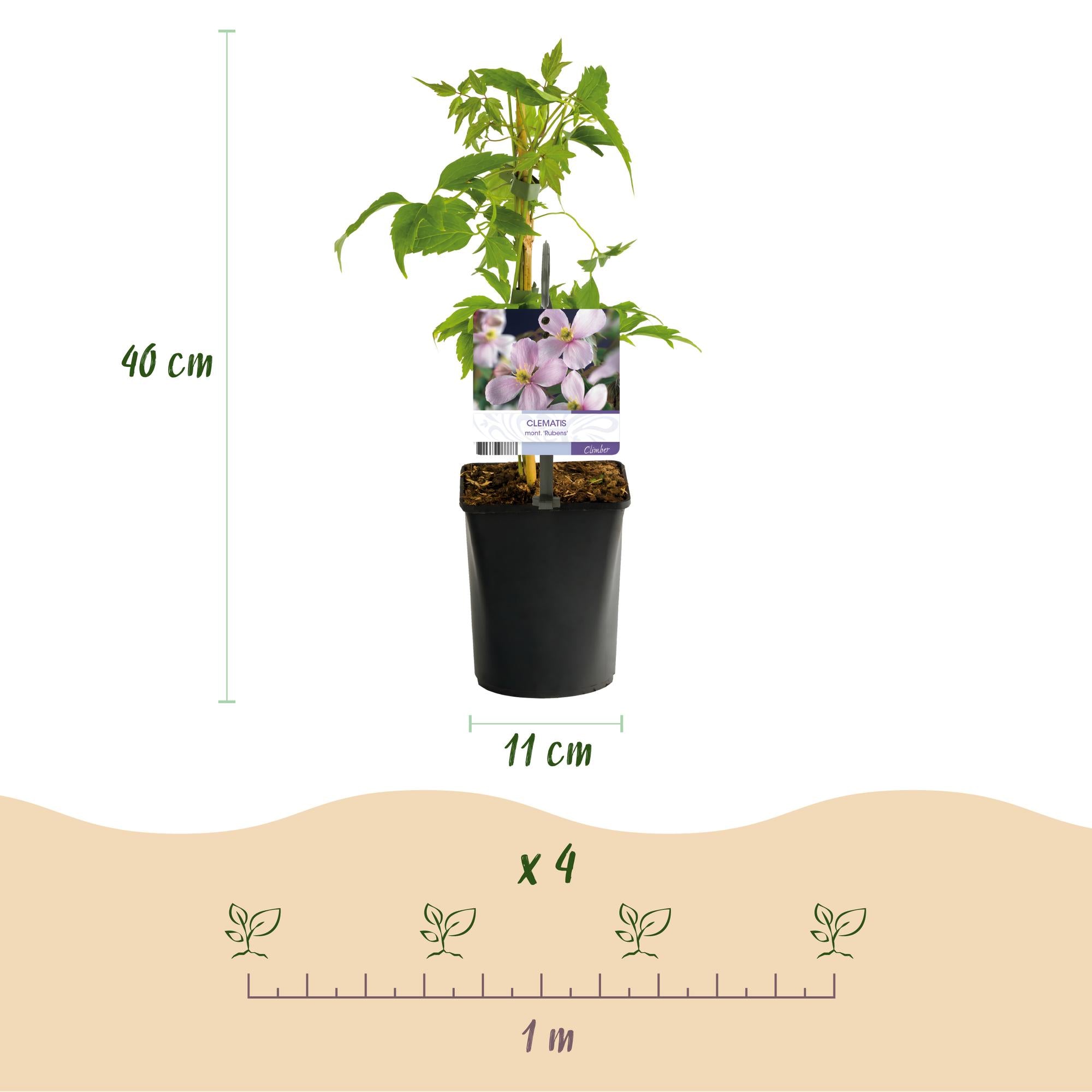 Green boutiQ – Kletterpflanze – Clematis montana Rubens – Blüte: Rosa – Frühblühend – Pflegeleicht – 2 Pflanzen – Topf: 11 cm, Höhe: 40 cm