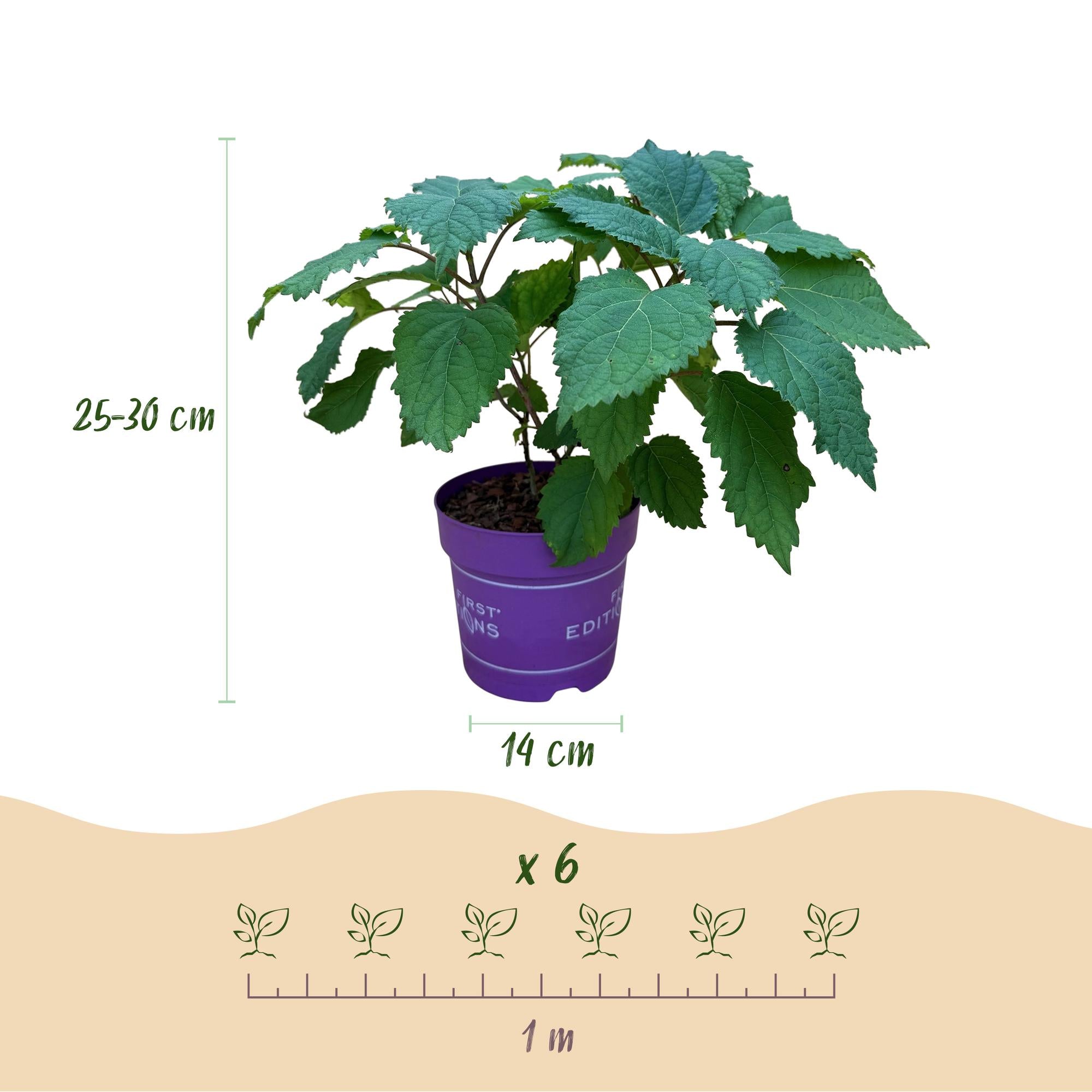 Hydrangea arborescens FlowerWOW - Hortensia - Winterhard - Wit - 3 Planten - Pot 14cm - Hoogte Hoogte 20-30cm