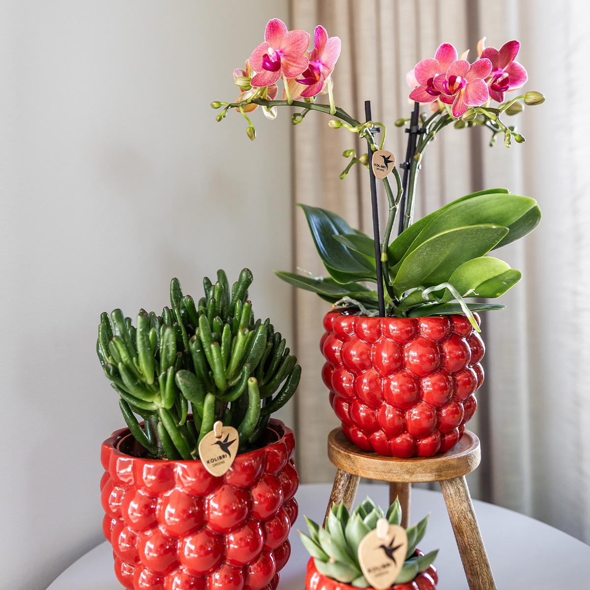 Kolibri Orchideen | Kombiangebot: 4 orangefarbene Phalaenopsis-Orchideen (Kongo) – Topfgröße Ø 9 cm | Blühende Zimmerpflanze – frisch vom Züchter