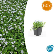 60x Isotoma fluviatilis 'Alba' - ↕10-25cm - Ø9cm