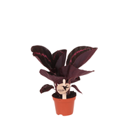 Kolibri Greens | Calathea Dottie - Ø6cm