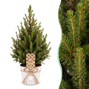 Picea glauca Conica - Kegelspar - Groen - Kerstboom - incl. zinken pot - Ø17cm - ↕65cm