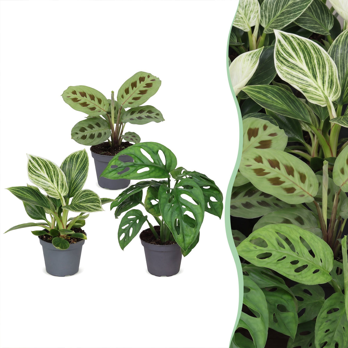 Baby Plants Surprise Box 3x - Verrassingsbox kleine planten - Diversen - Tropisch - Ø6cm - ↕5-15cm