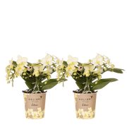 Kolibri Orchids | Combi Deal - 2 Gele Phalaenopsis Orchideeën Botanic Yellow - Ø9 cm