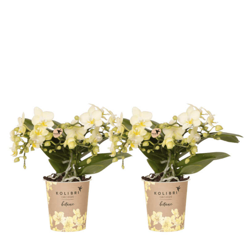 Kolibri Orchids | Combi Deal - 2 Gele Phalaenopsis Orchideeën Botanic Yellow - Ø9 cm