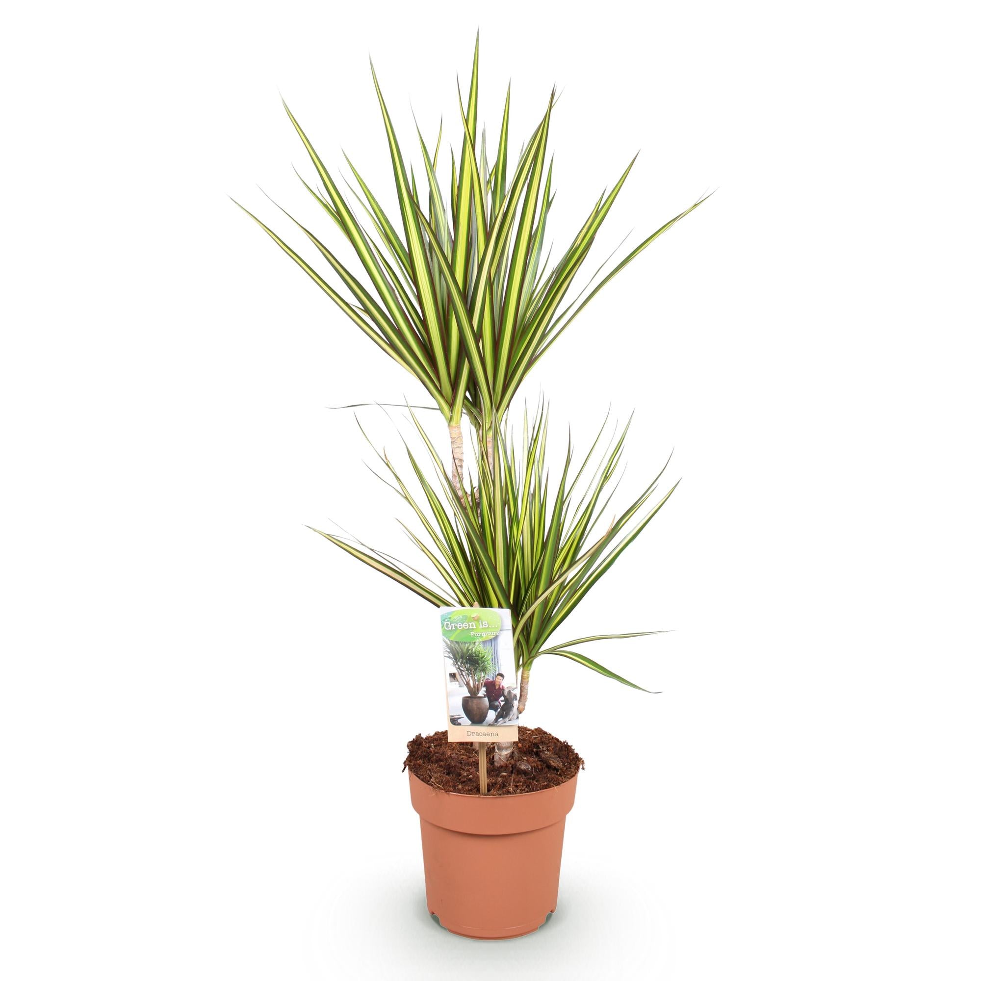 Dracaena Sunray - Drakenbloedboom - Weinig onderhoud - Groen - 1 Plant - Pot 17cm - Hoogte 70-75cm