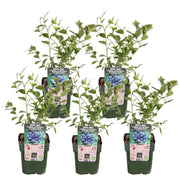 5x - Vaccinium corymbosum 'Reka' - ↨45cm - Ø13