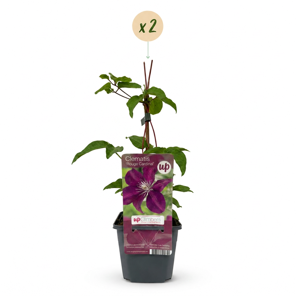 Clematis Rouge Cardinal - Klimroos Rouge Cardinal 2x - Rood - Klimplant - Ø9cm - ↕35cm