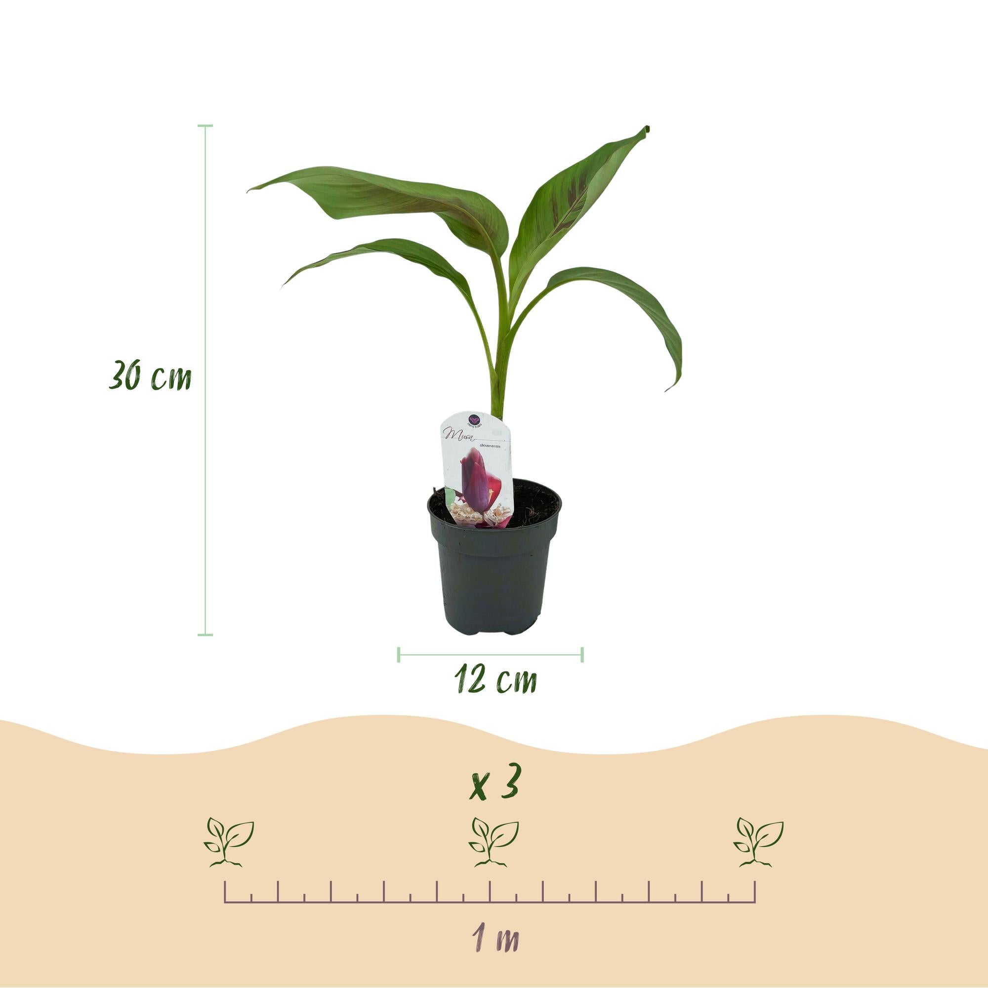 Bananen plant - Musa sikkemensis Red Tiger - Winterhard - 6 planten - Pot 12cm Hoogte 30cm